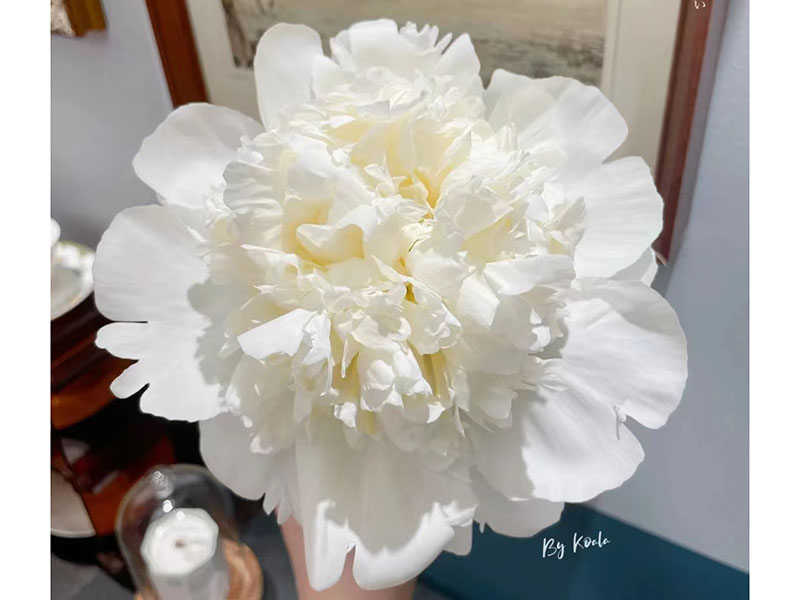 婚禮派對 中早期 花徑極大 香味濃